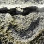 footprints sauropods